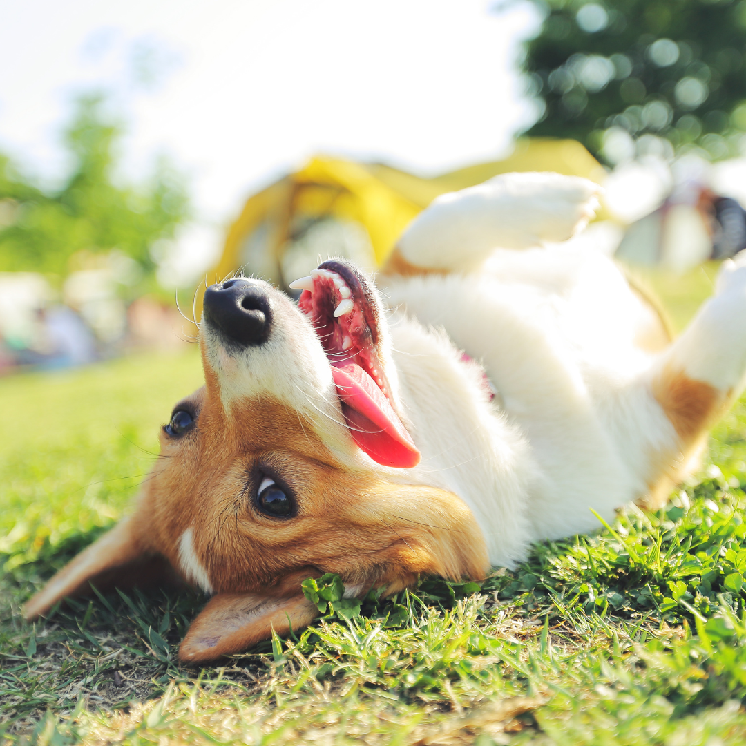 A playful dog lying on its back on grass, looking happy with its mouth open and tongue out, in a park.