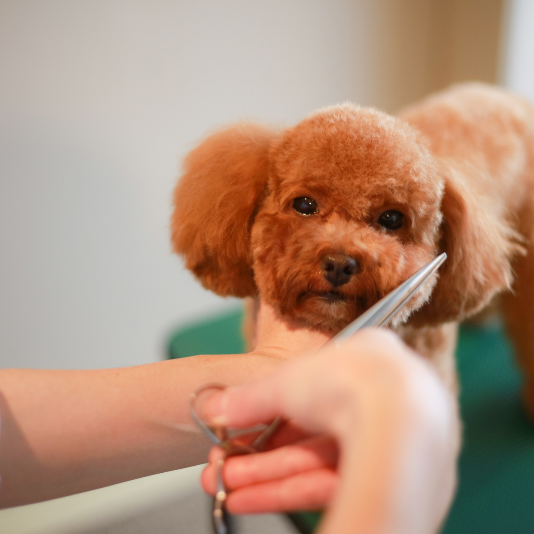 A small, brown, fluffy puppy at the vet's office being examined, with a person holding the puppy's head steady and a reflex hammer near the puppy's mouth.