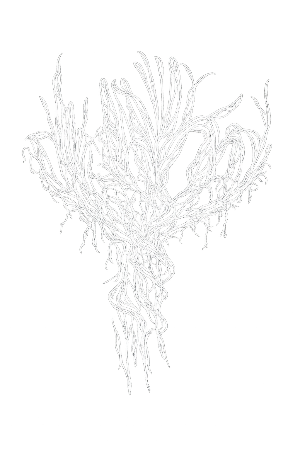 An artistic black and white illustration of a plant with numerous long, thin, tangled roots or tendrils arranged in a bushy pattern.