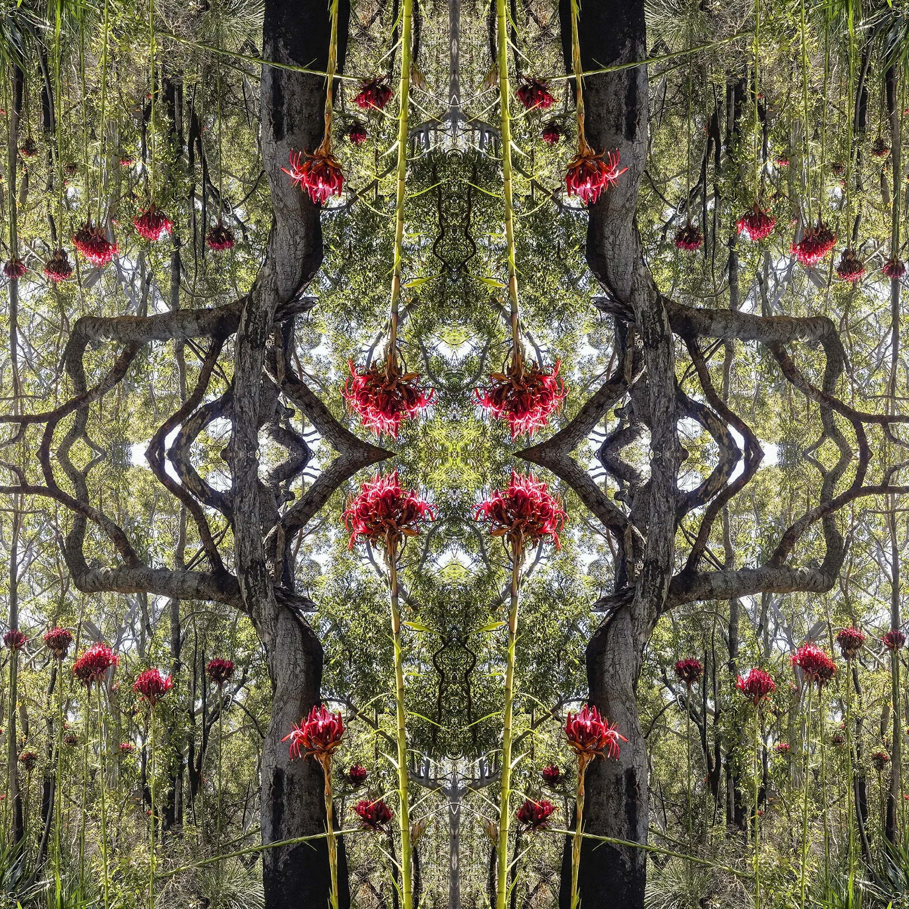 A digitally manipulated, symmetrical image of a forest scene with trees, green foliage, and bright red flowers. The symmetry creates a mirror effect, making the scene appear abstract and surreal.