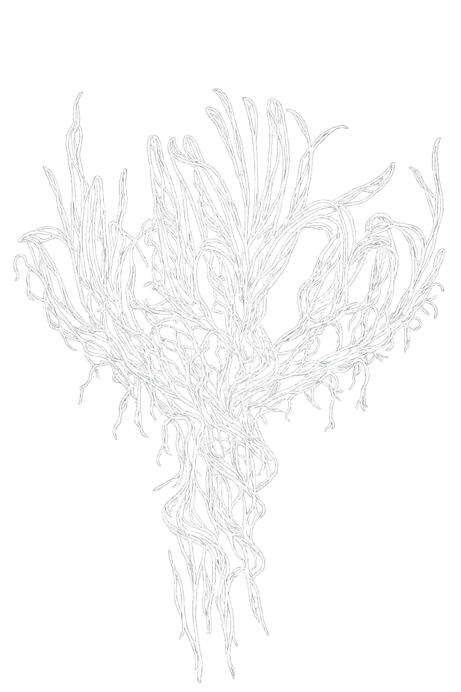 Gymea Lily Psychotherapy Centre Logo White