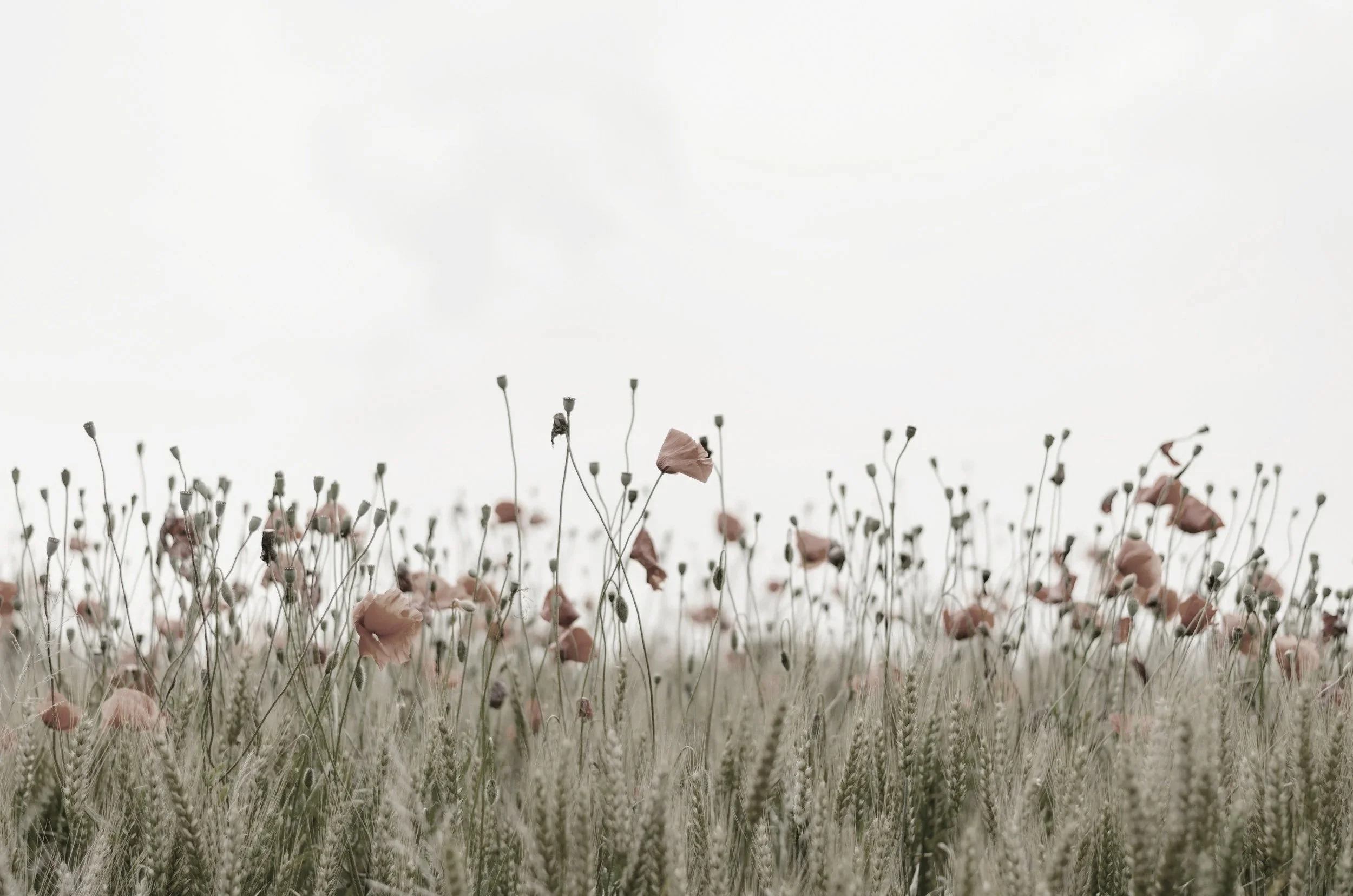 A field of tall, dry grass with pink poppy flowers and wildflowers against an overcast sky.