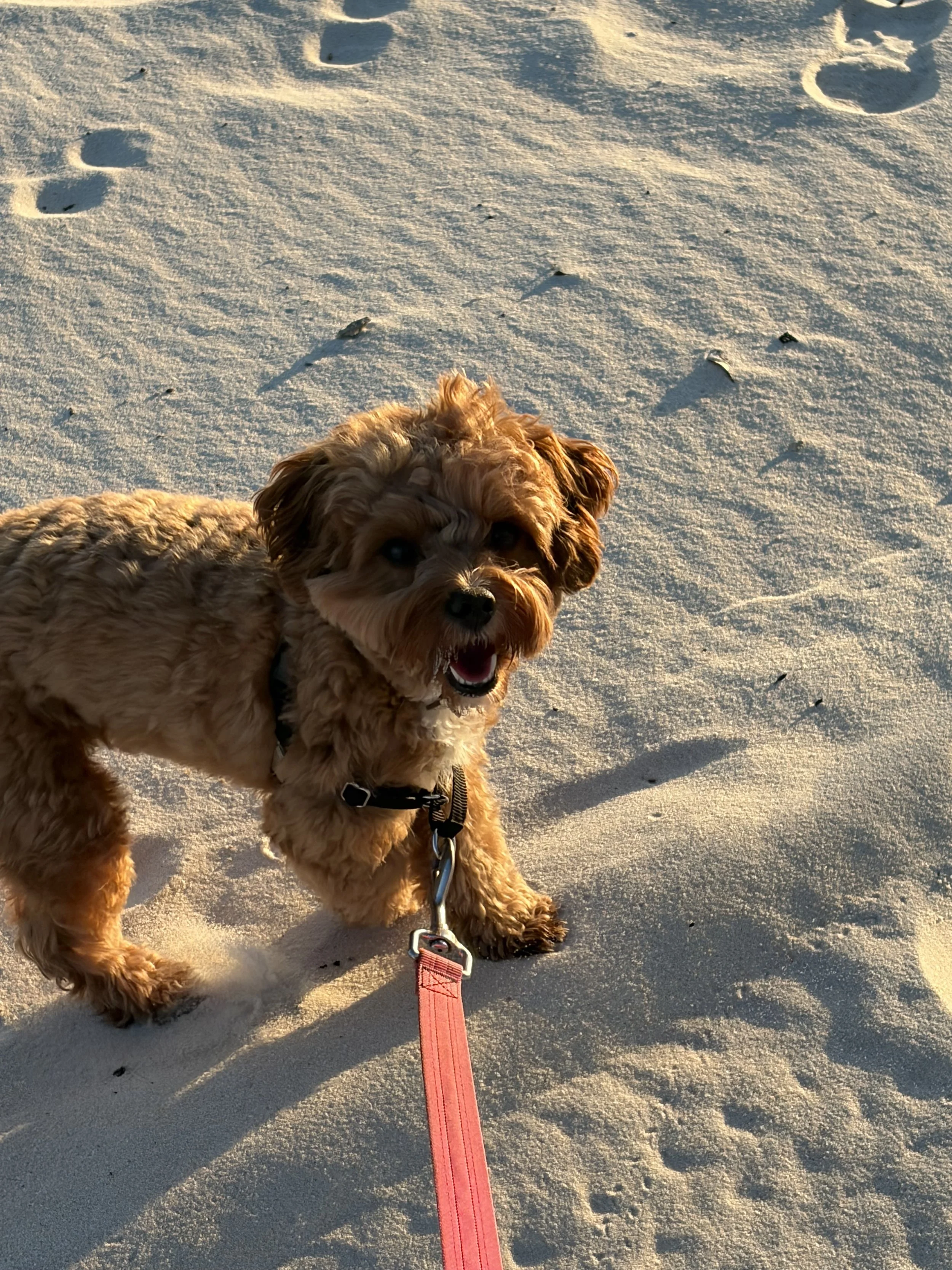 A small brown dog with curly fur on a sandy beach, wearing a black harness and pink leash, looking at the camera with an open mouth.
