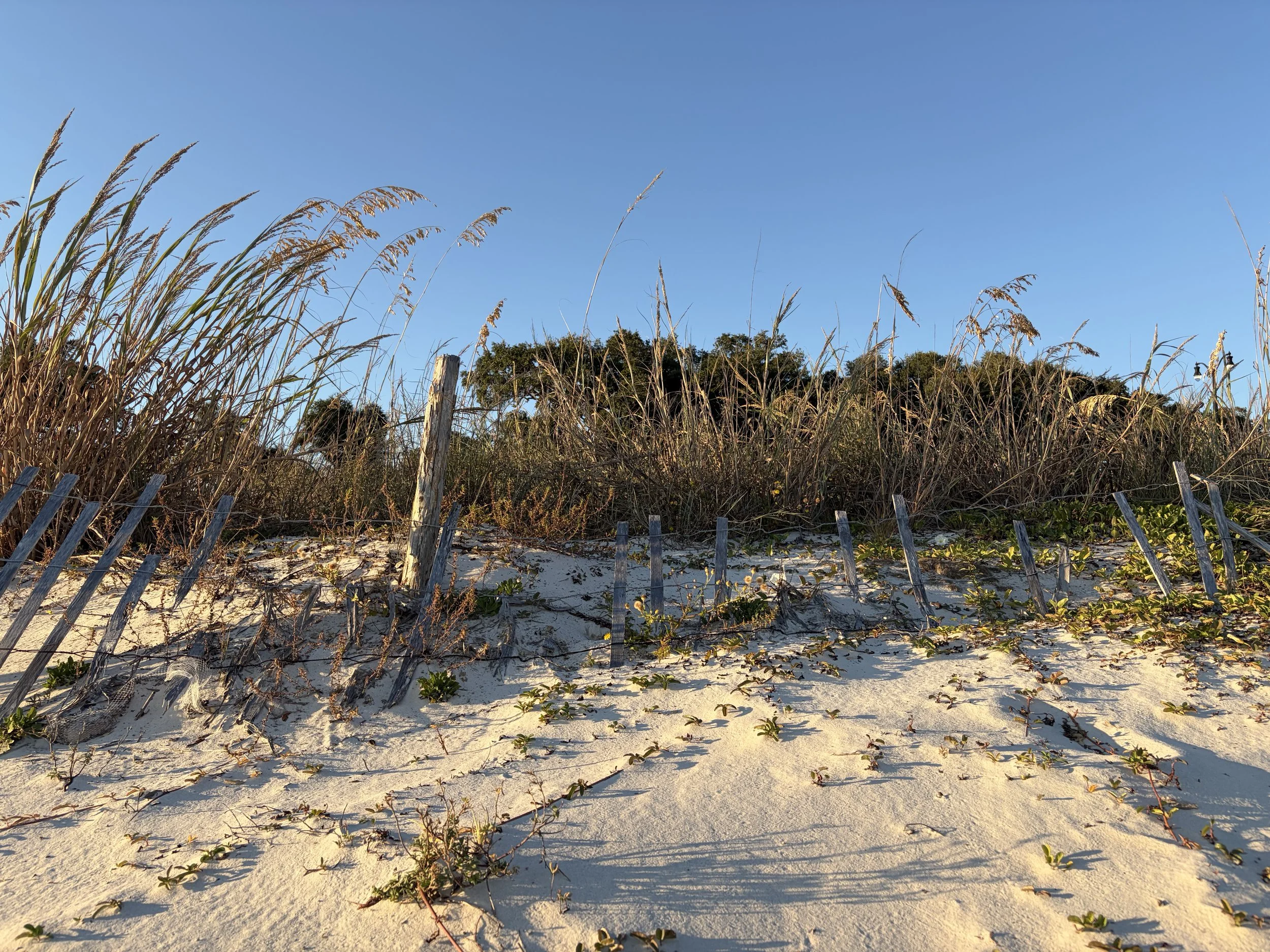 Image of a sand dune or sea oats with a rickety wooden fence on the sand. Blue sky with no clouds and live oaks in the background.