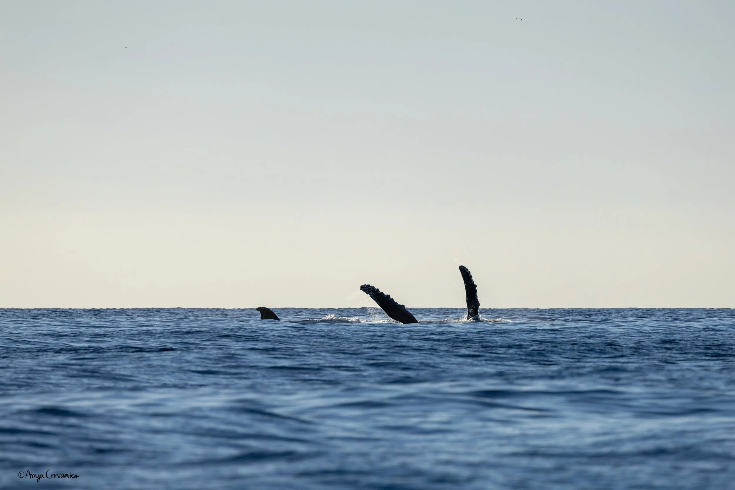CaboSanLucas-2.18.26-AC-1 4.JPG