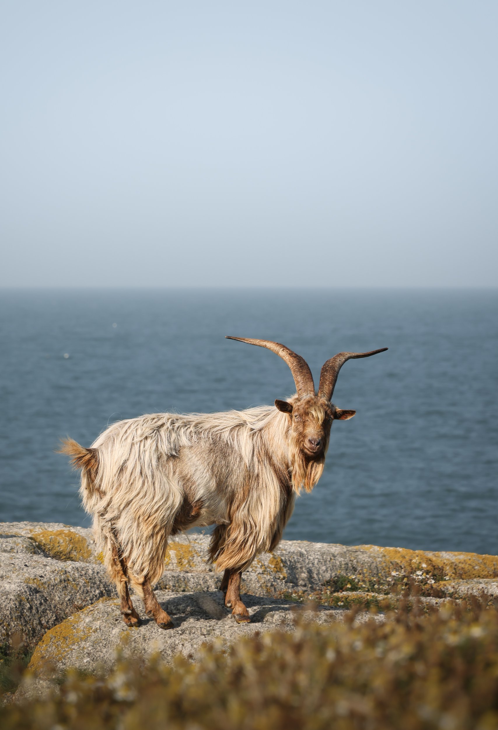 A wild goat, on Dalkey Island, Ireland, looks at the camera, overlooking the ocean