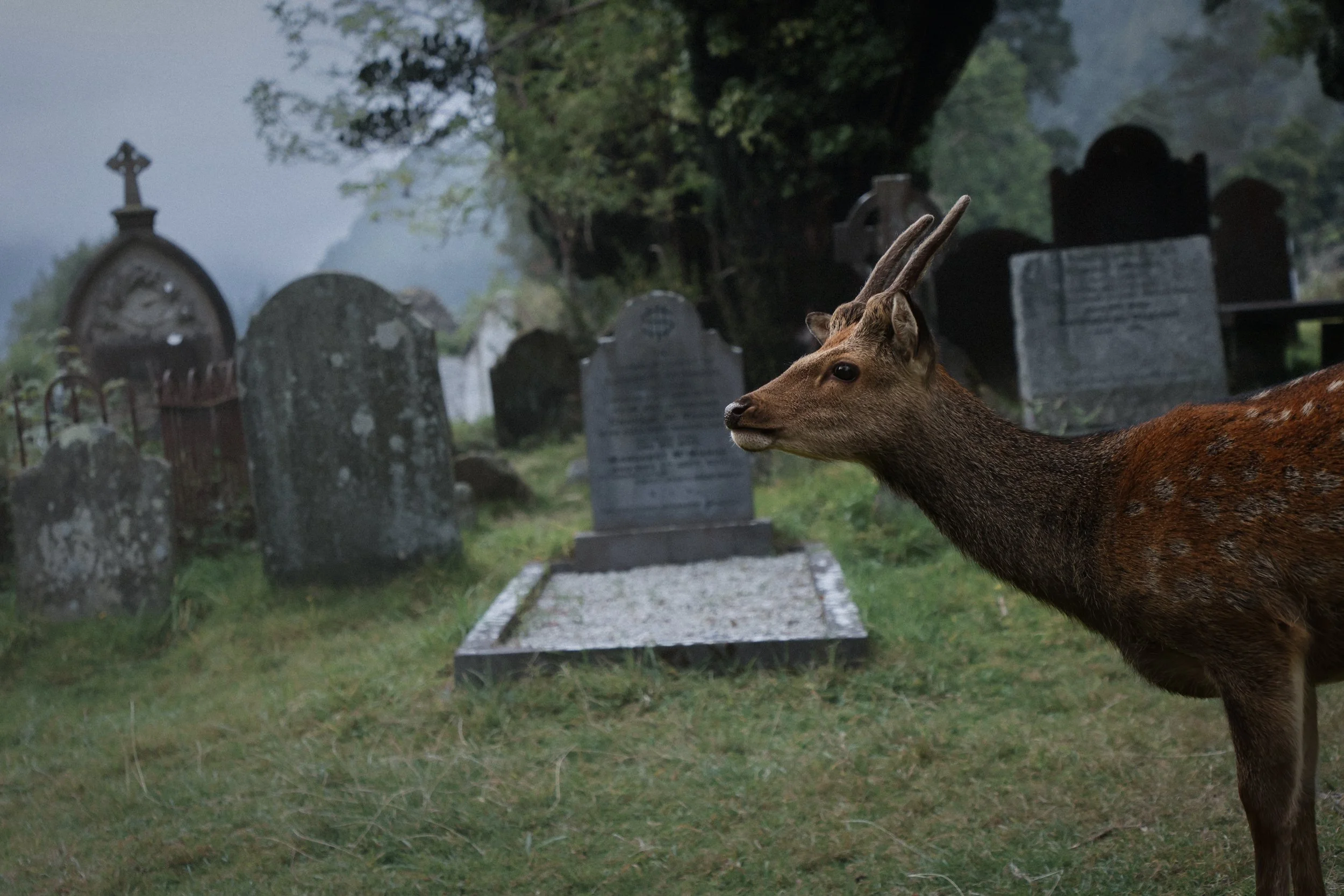A deer stands in an Irish cematary