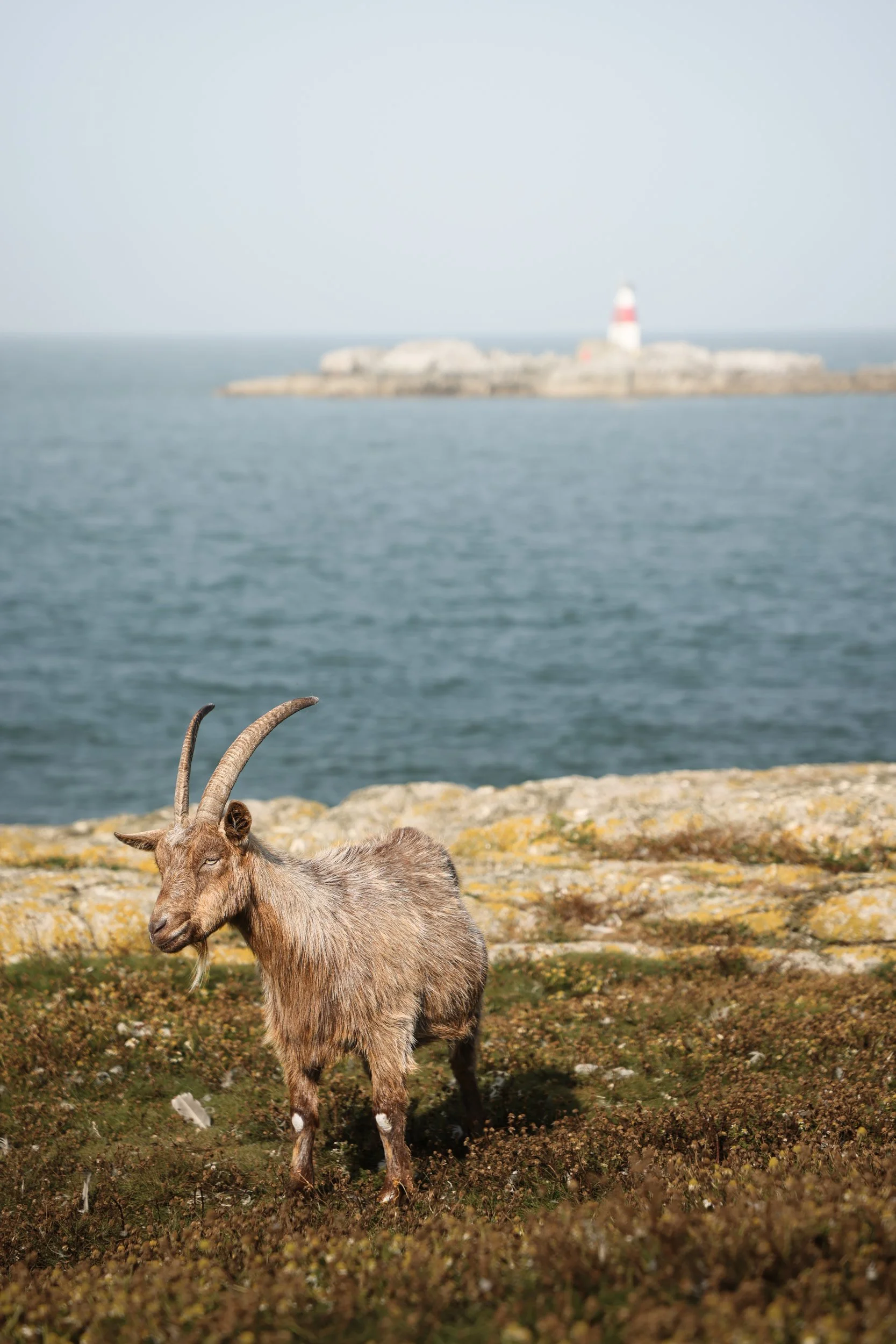 A wild goat, on Dalkey Island, Ireland, looks at the camera, overlooking the ocean