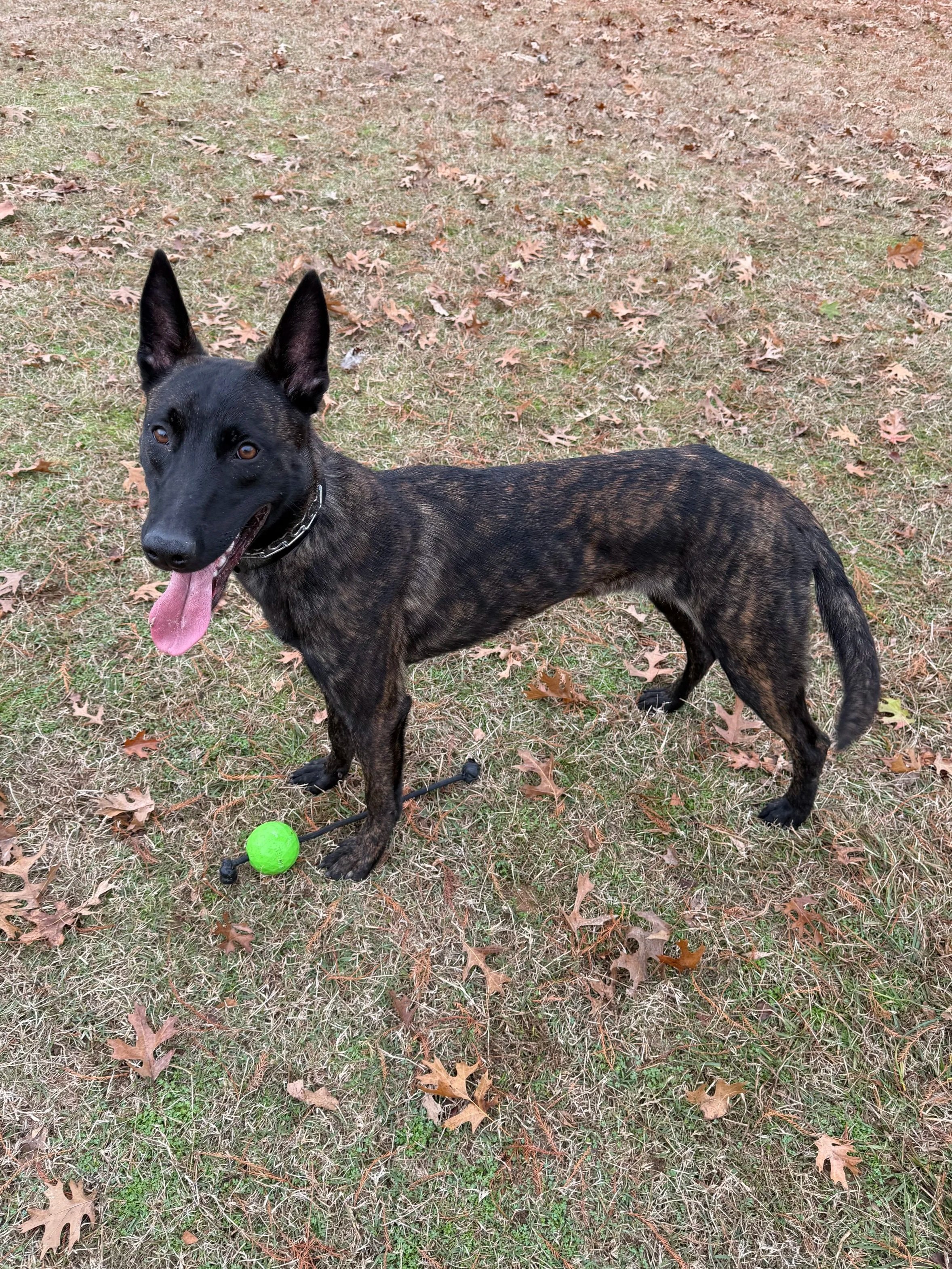 Mold Dog Ghost Alabama