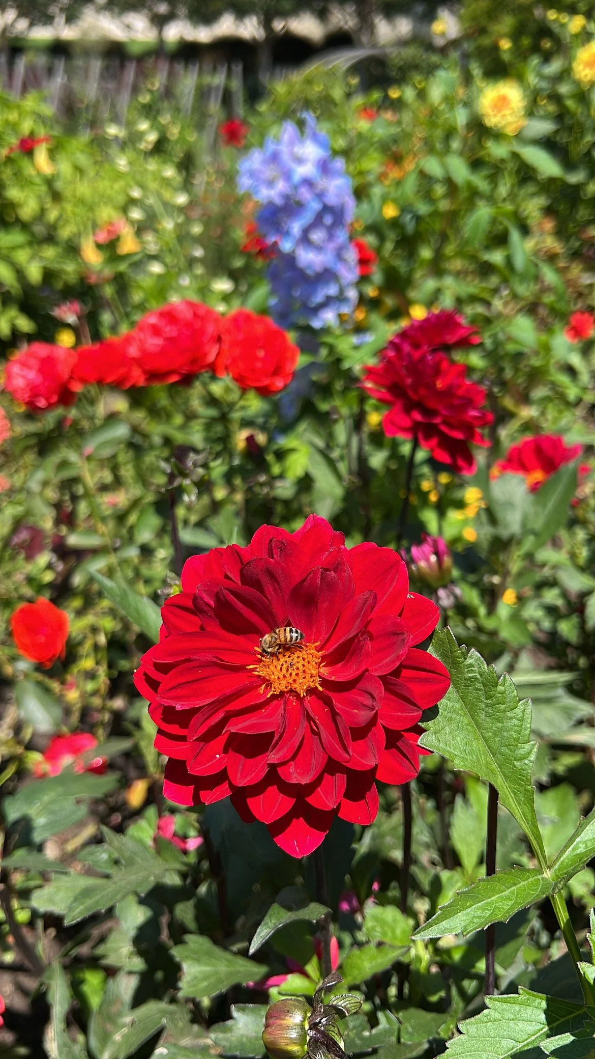 Close-up of a red dahlia flower with a bee collecting nectar in a garden full of colorful flowers.
