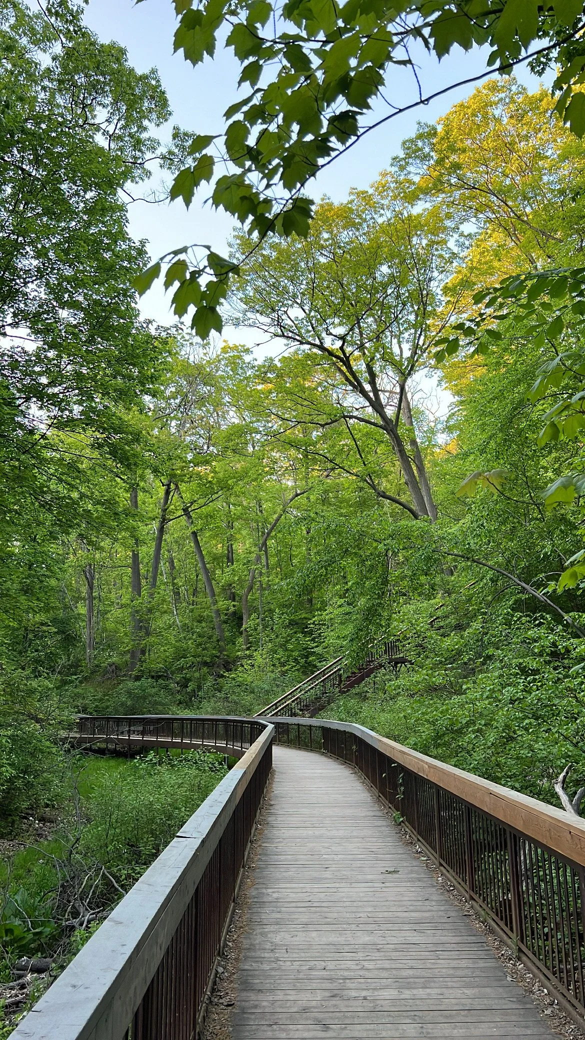 Wooden pathway through a green forest with trees and leaves overhead, with a clear sky visible.