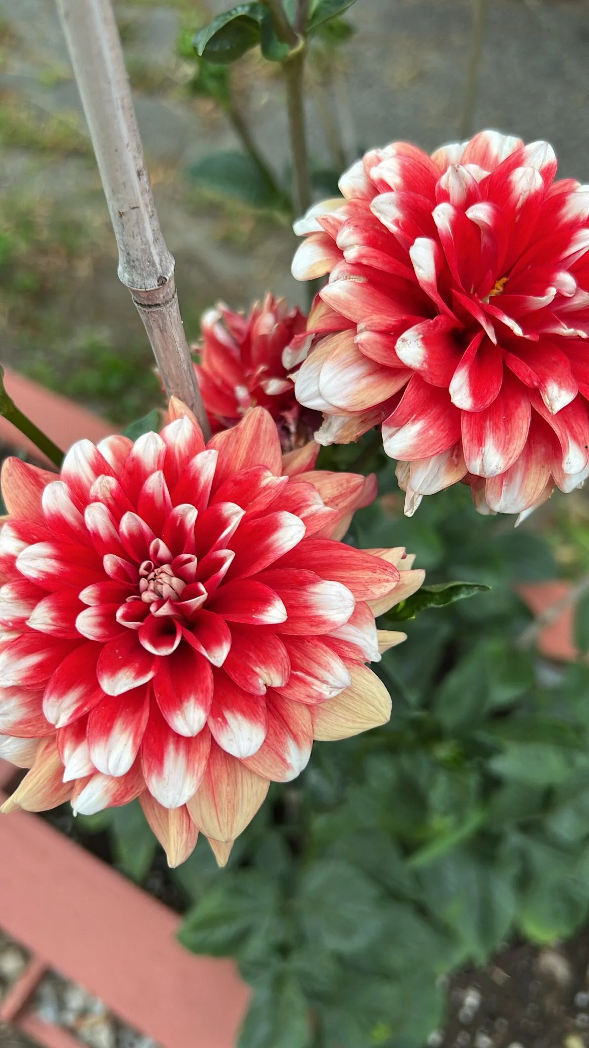 Close-up of two red and white dahlias in a garden.