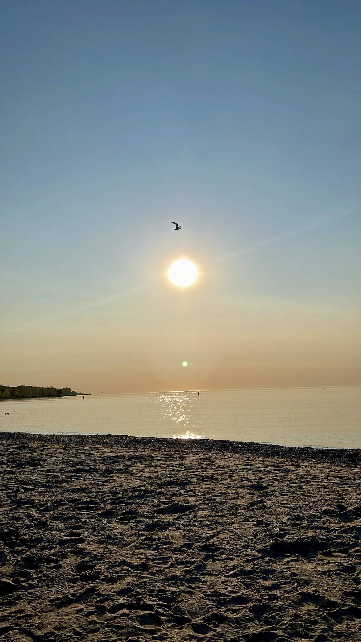 A sunset over a calm beach, with the sun low in the sky and a seagull flying above the water, reflecting the sunlight on the surface of the ocean.