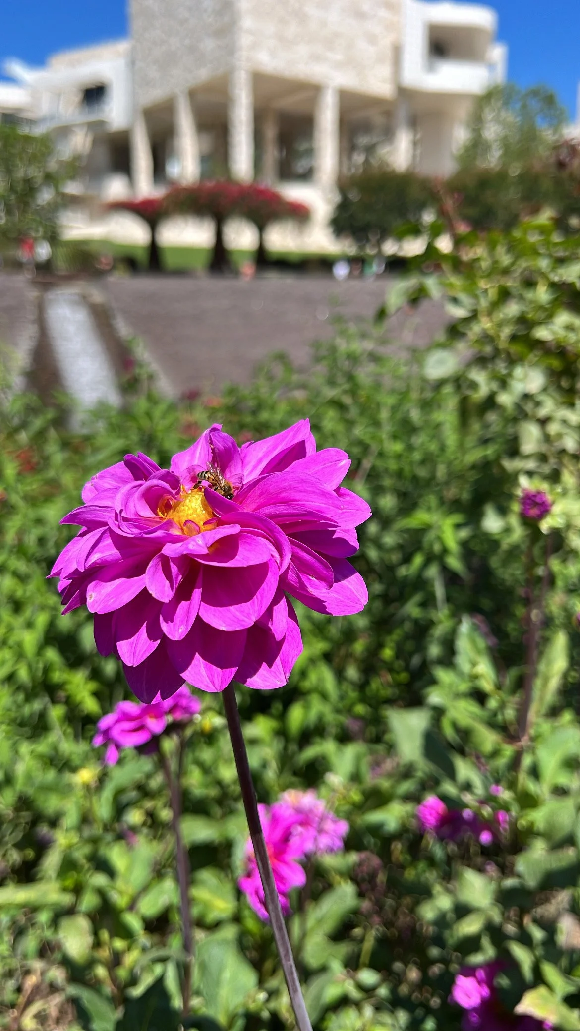 Close-up of a bright pink flower with a bee collecting nectar, with greenery and blurred building in the background.