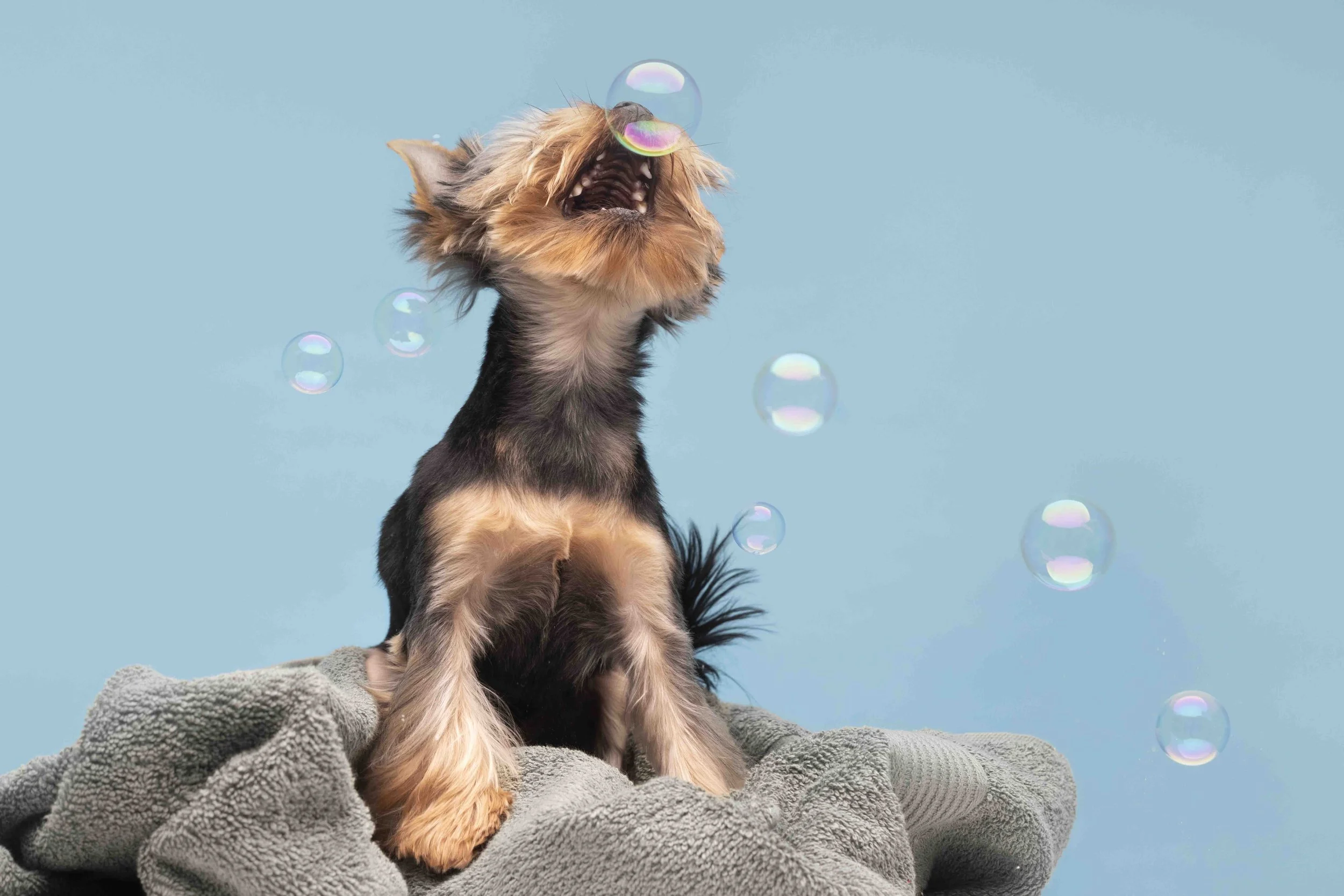 Cute Yorkshire Terrier Yorkie puppy playing with bubbles on grey towel against blue background, stress-free professional dog bath grooming spa Brisbane Queensland