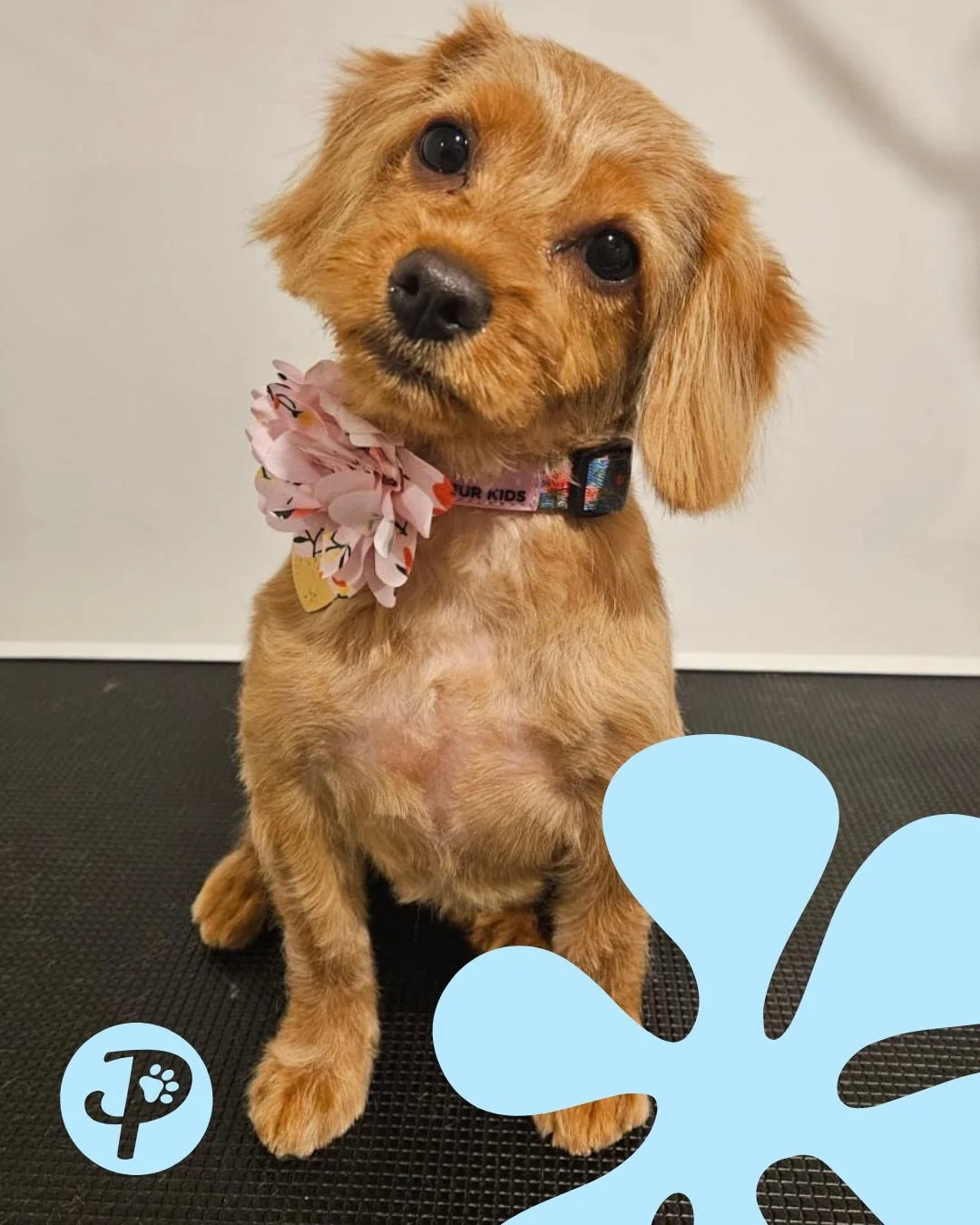 Paws Truly - Molly the Cavoodle