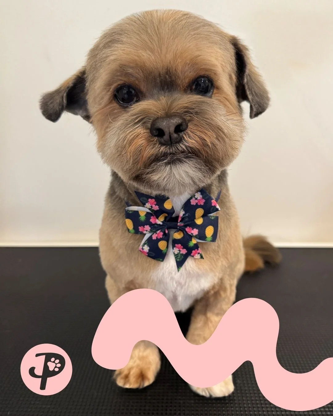 Paws Truly - Ron the Lhasa Apso