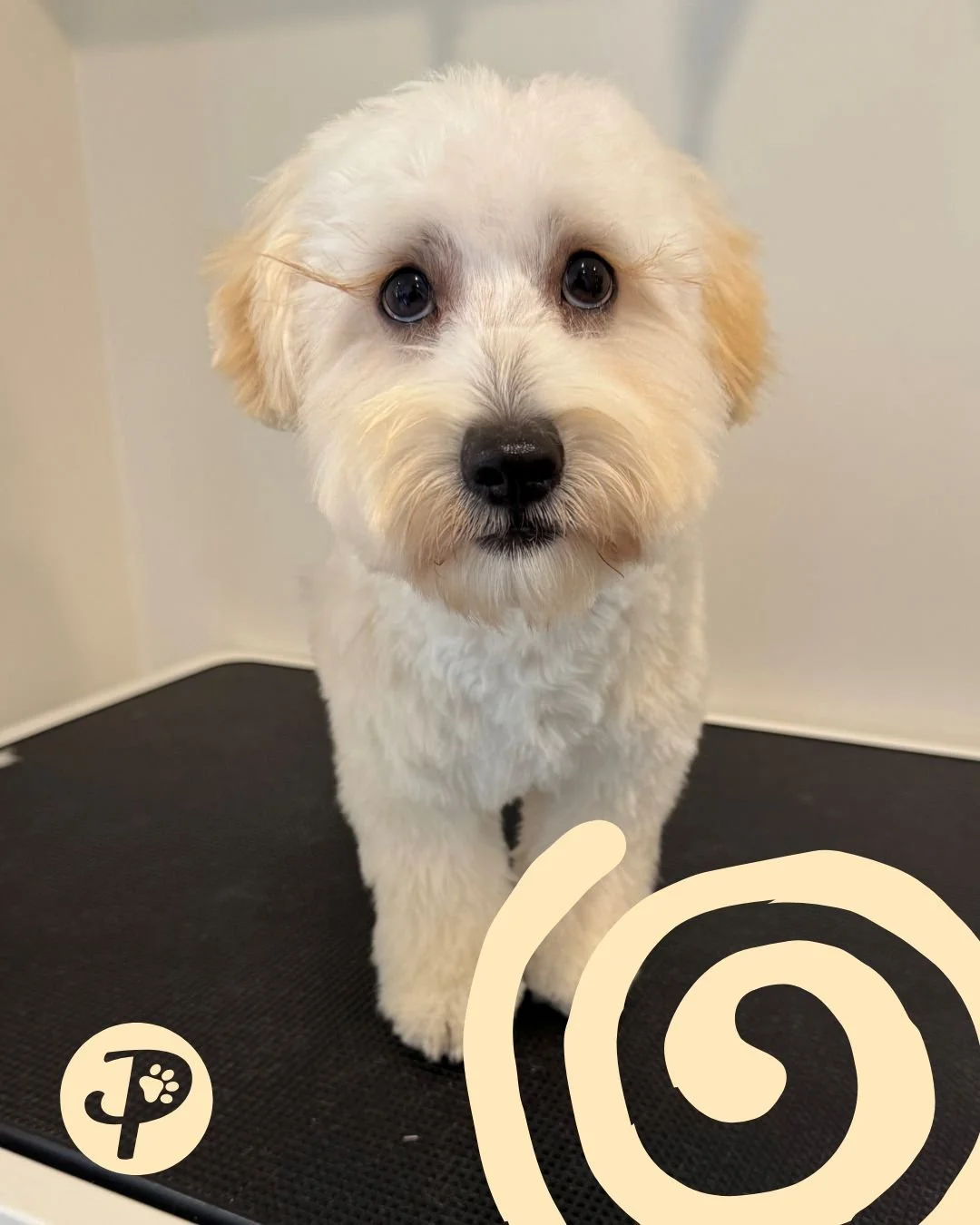 Paws Truly - Coa the Moodle