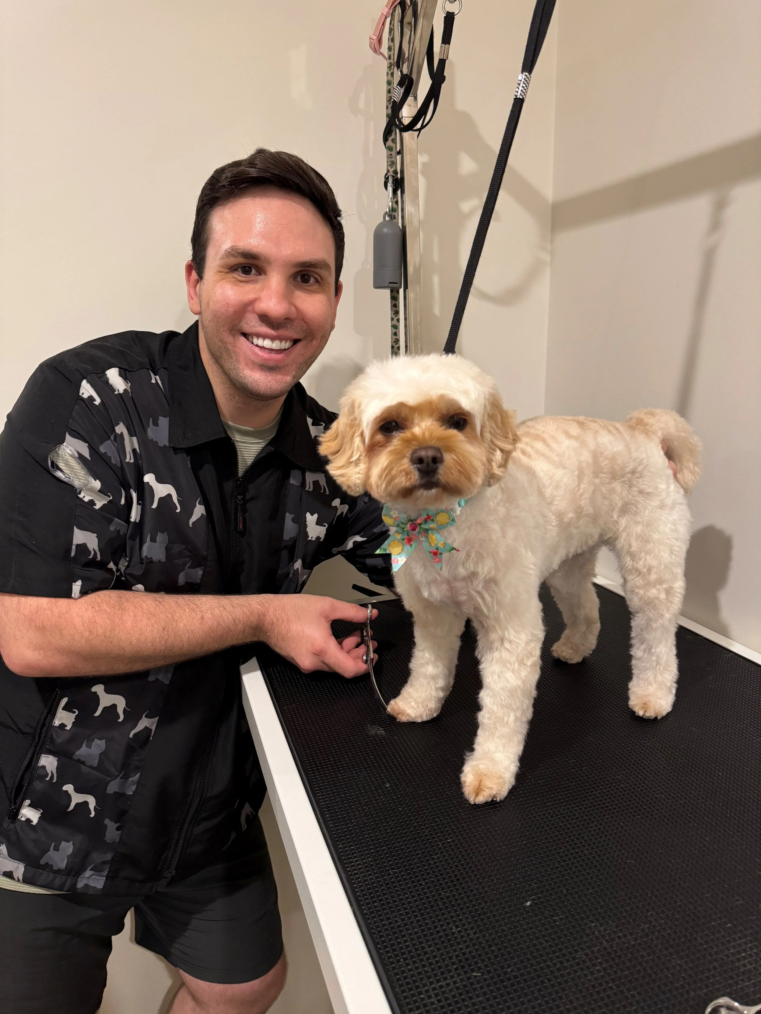 Smiling male dog groomer in dog-print jacket holding grooming scissors next to styled Cavoodle Cavapoo wearing floral bandana, expert dog grooming salon Brisbane Queensland.
