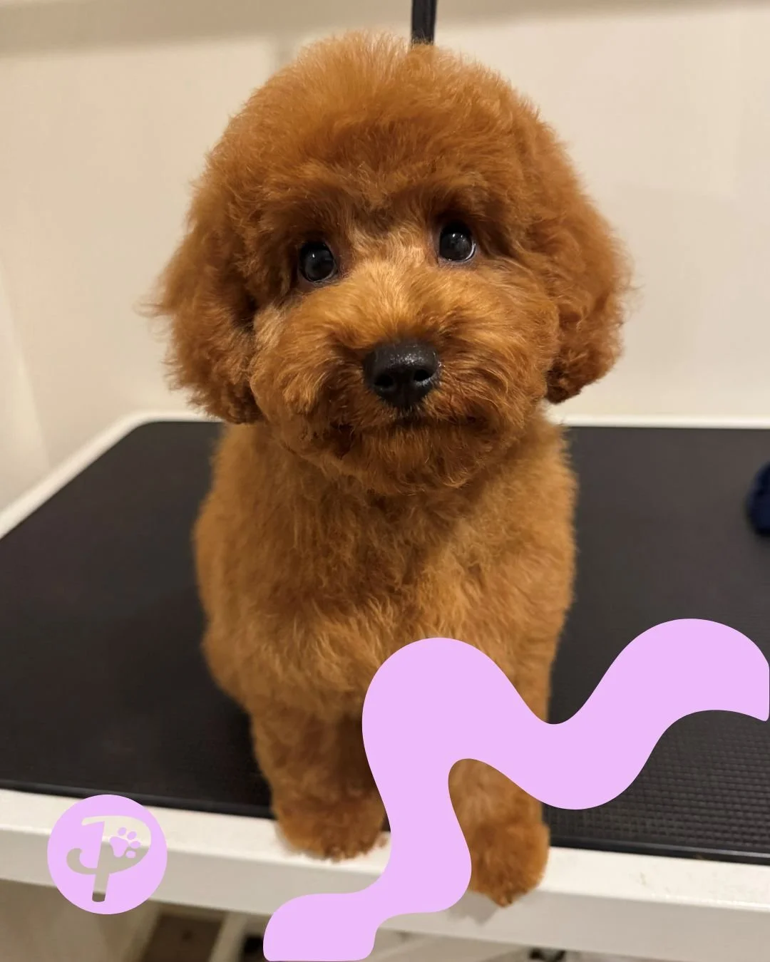 Paws Truly - Bowie the Cavoodle