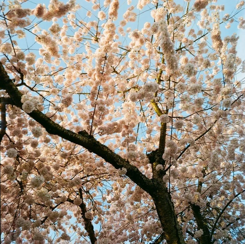 Delicate white blooms symbolizing calm and resolution of inner conflicts and anxiety