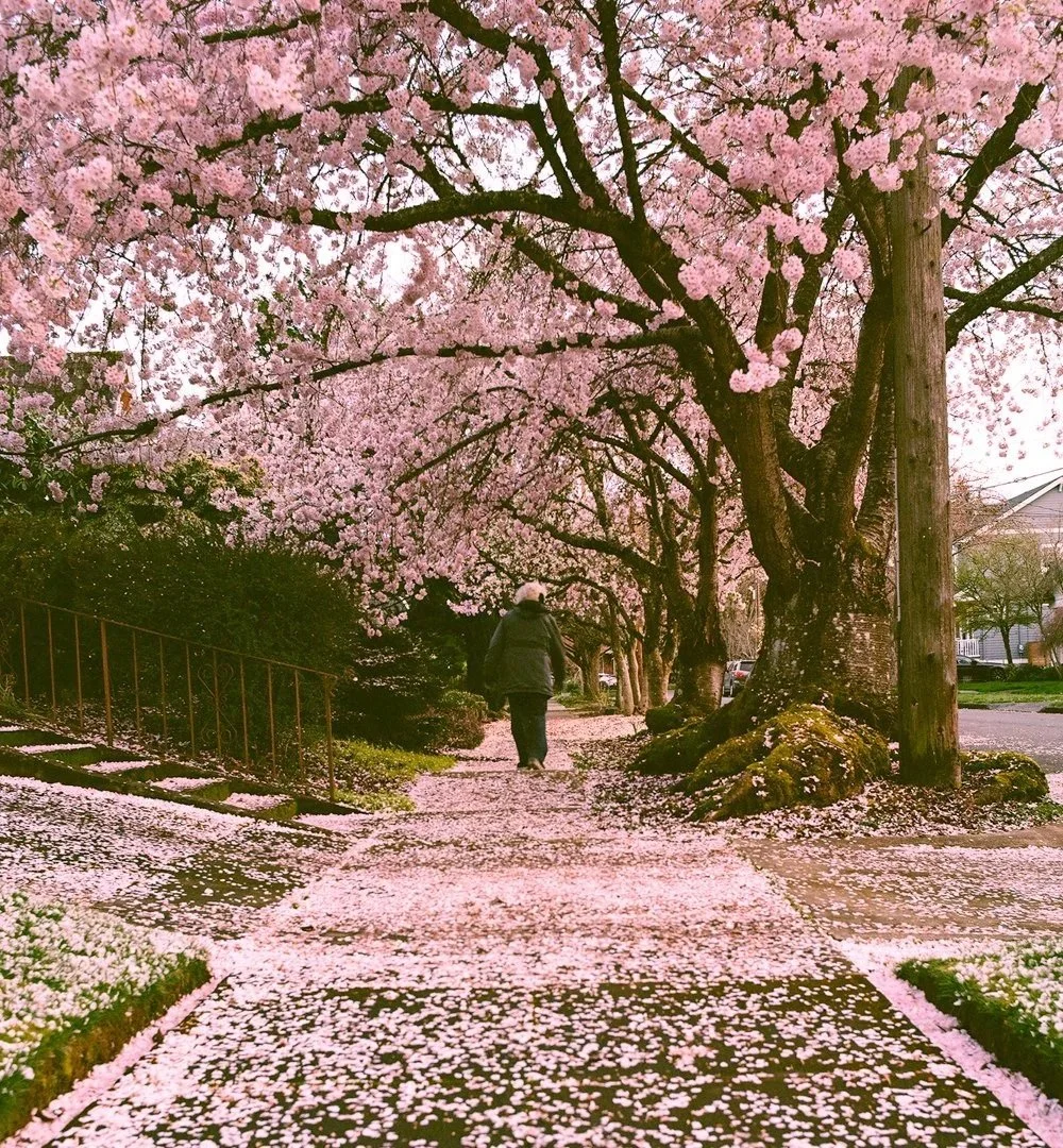 Person walking under cherry blossoms representing healing from religious trauma, attachment disruptions, and anger