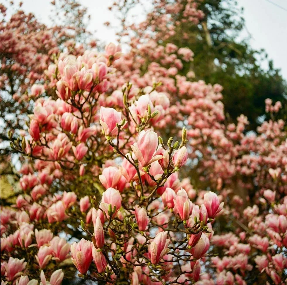 Blossoming trees representing hope and healing in therapy for PTSD, dissociation, and shame.