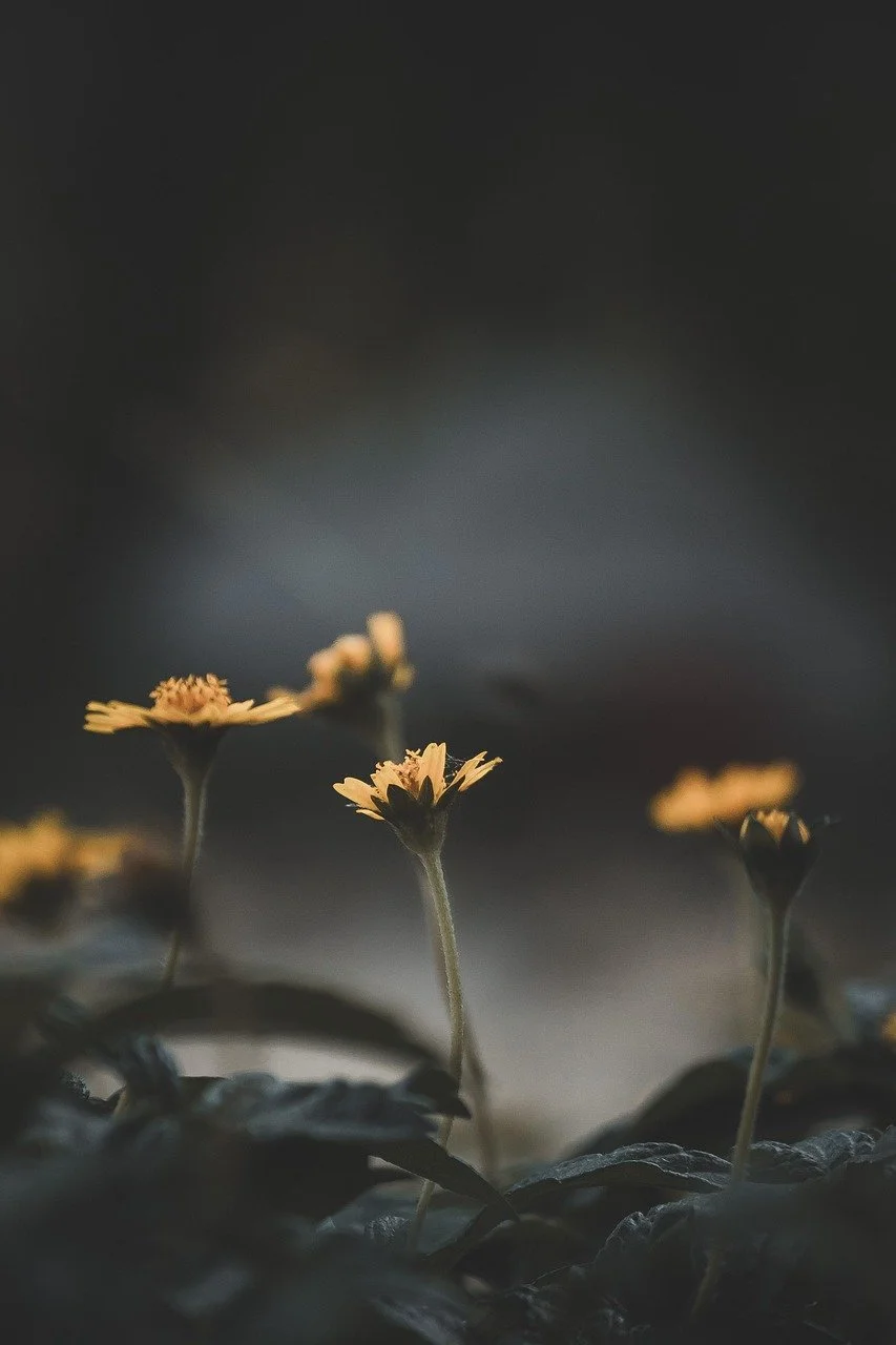 Close-up of small yellow flowers growing above dark green leaves with a blurred dark background.