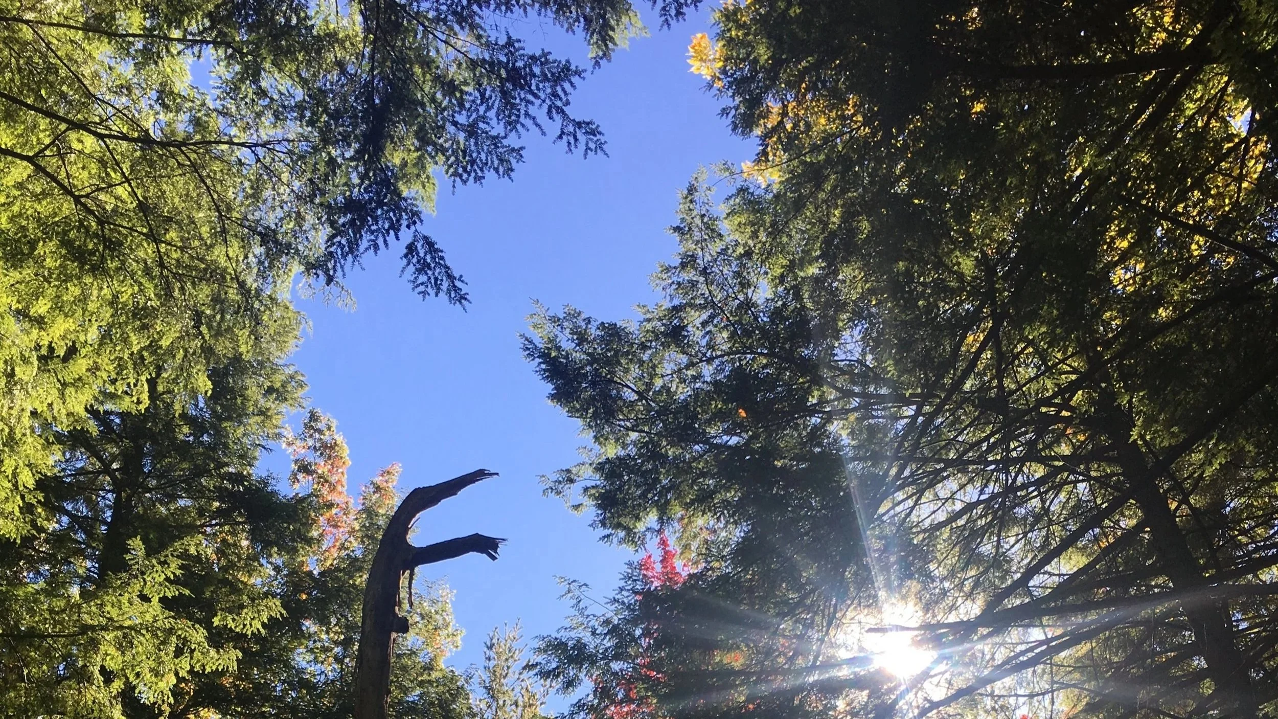Looking up through a canopy of green trees toward a clear blue sky, with the sun shining brightly through the branches.