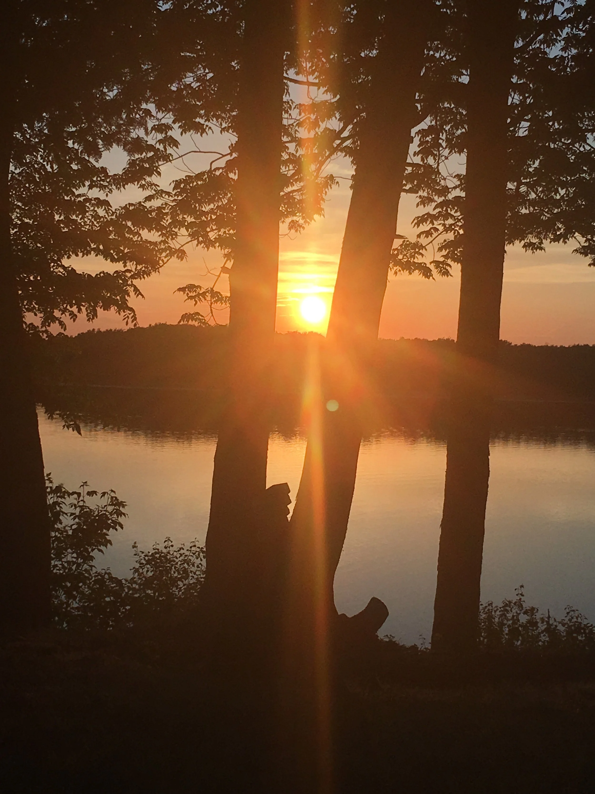 Sunset over a body of water with trees in the foreground, including a central tree with branches slightly overhanging the water.