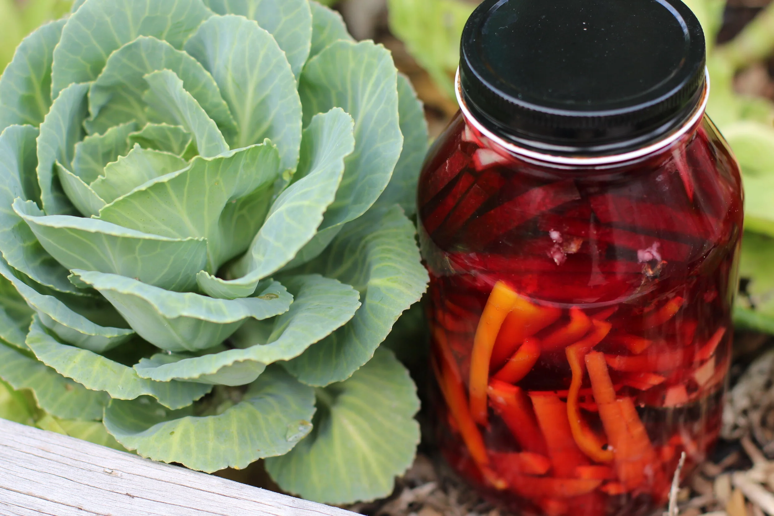 Ferment your own kimchi at home so that you can dodge all those garbage additives in store bought kimchi, and use real, fresh produce, as well as your own choice of salt and vinegar. It’s surprisingly easy with the new Plant Paradox Inspired Korean …