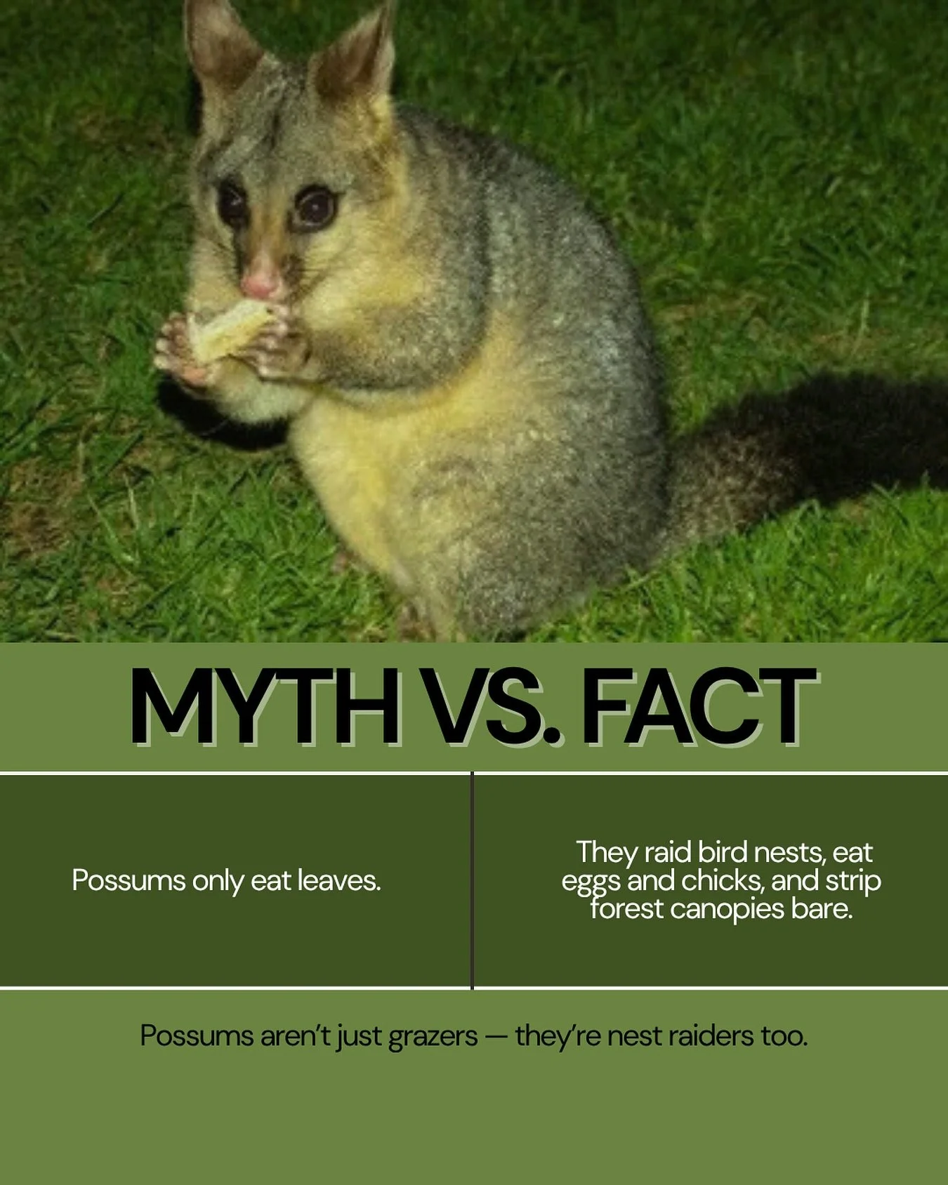 Got possums on your property? The may look cute, but they can cause some serious damage. The team at tika pest control removes them humanely- keeping your land/forest protected.
Contact us on help@tikapestcontrol.co.nz or 027  303 9906.
#pestmanageme