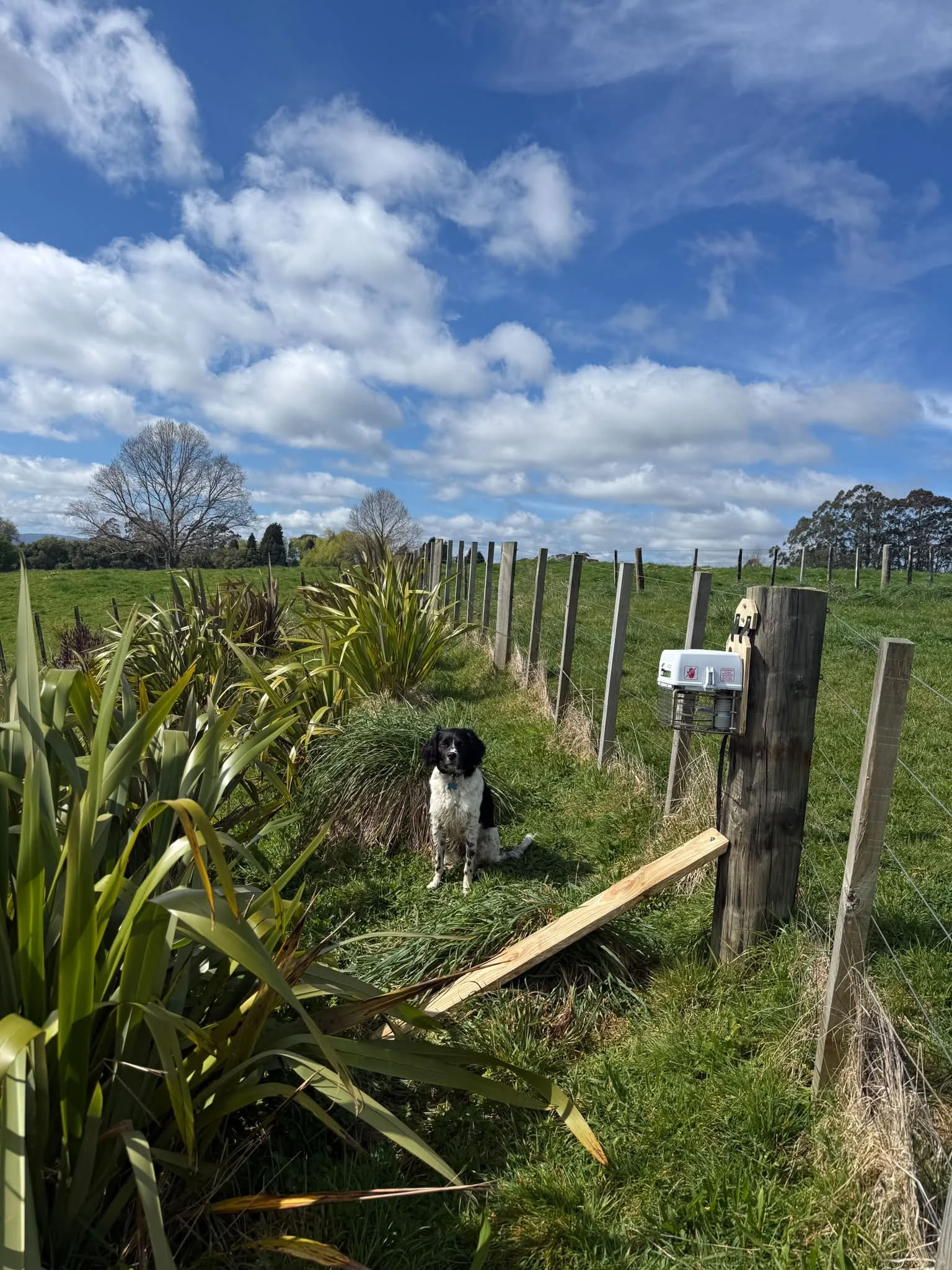 Nice day for trap installations