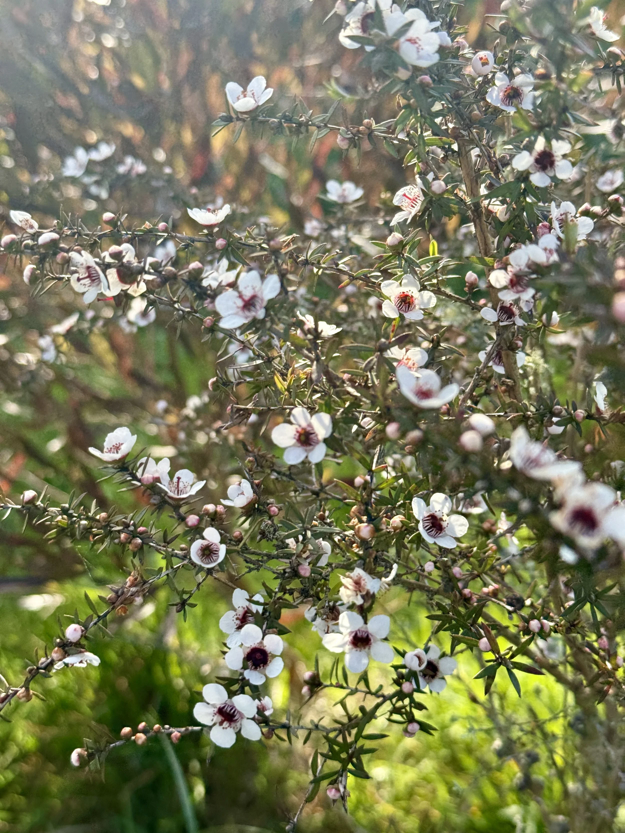 Conservation and nz bush