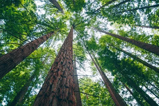 Looking up at tall green trees in a forest from the ground.
