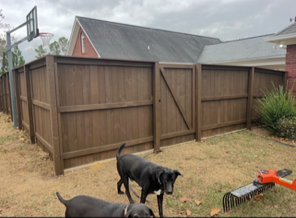 Backyard with wooden fence, two dogs, and garden tools on the grass.