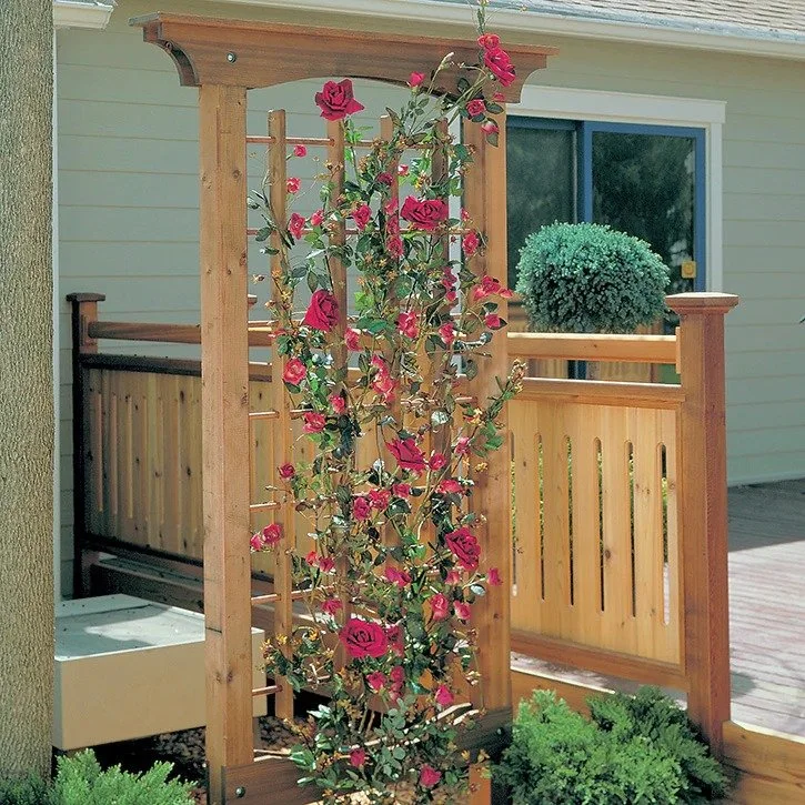 Pink climbing roses growing on a wooden trellis in front of a house with a small porch.