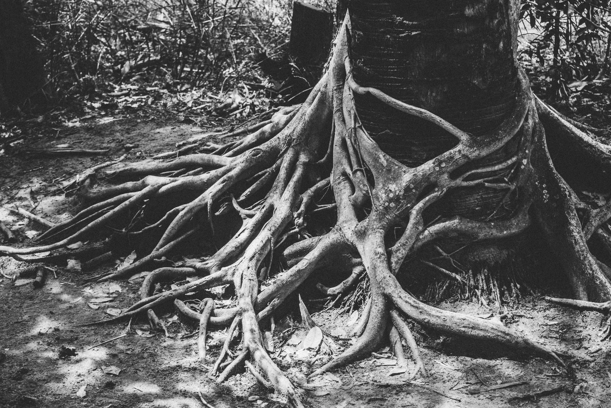 Close-up of a tree trunk with roots sprawling across the ground in a black and white photograph.
