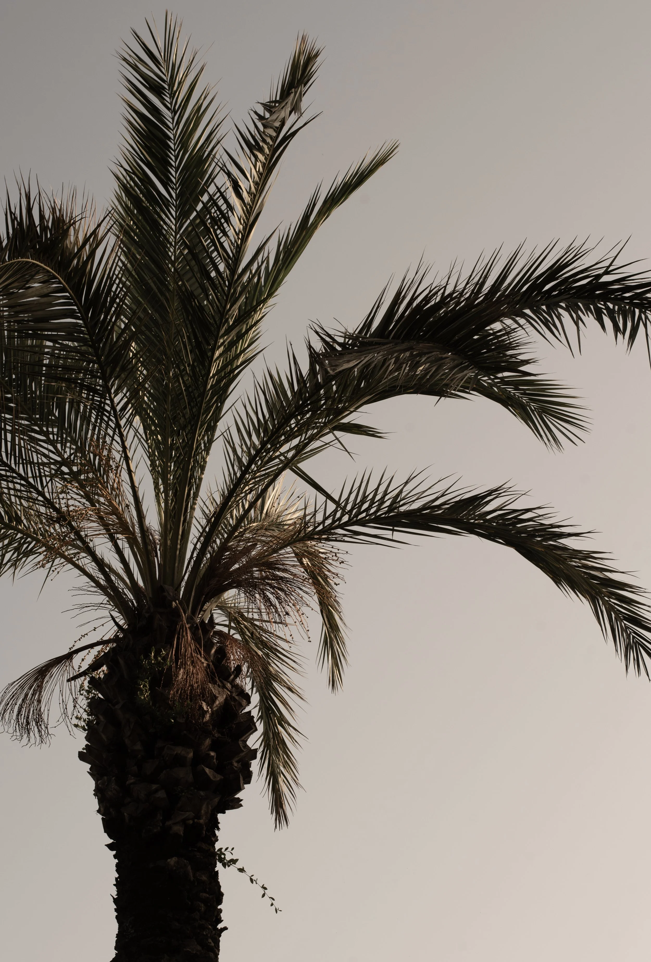 Silhouette of a palm tree against a gray sky.