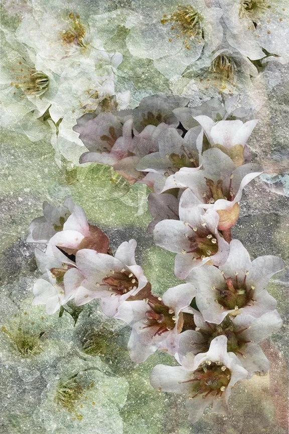Flora_279