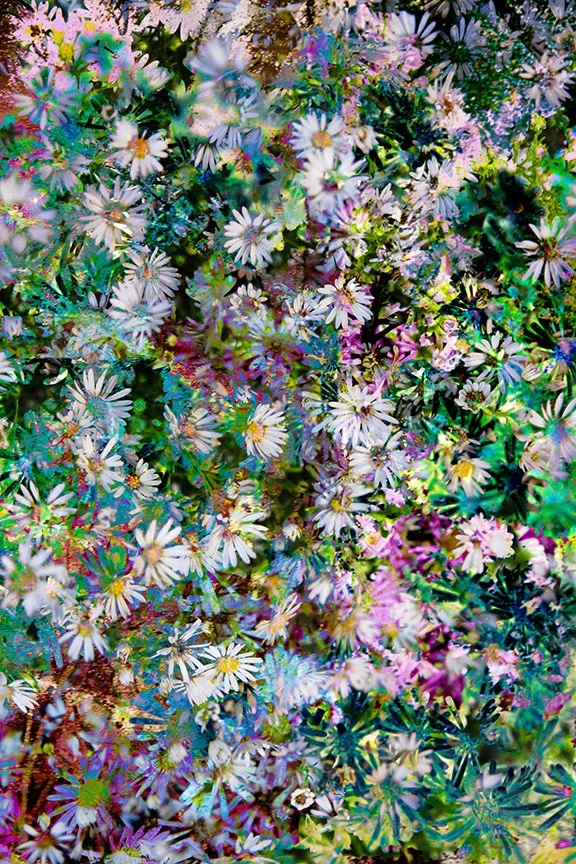 Flora_267