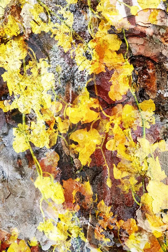 Flora_231