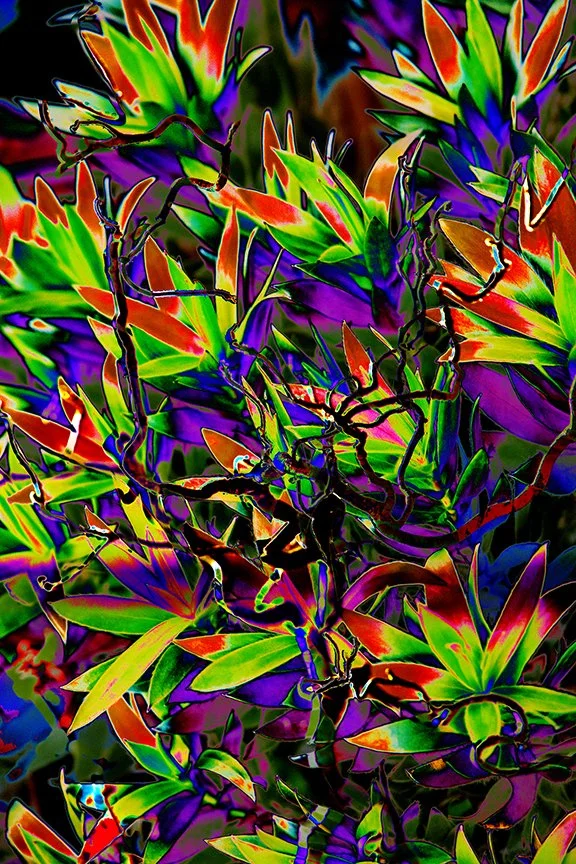 Foliage_40