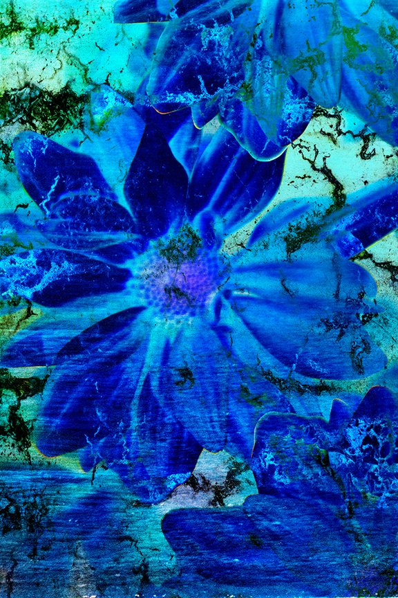 Flora_243