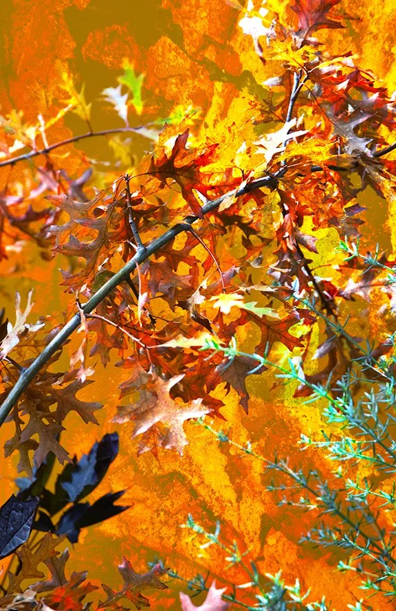 Foliage_137