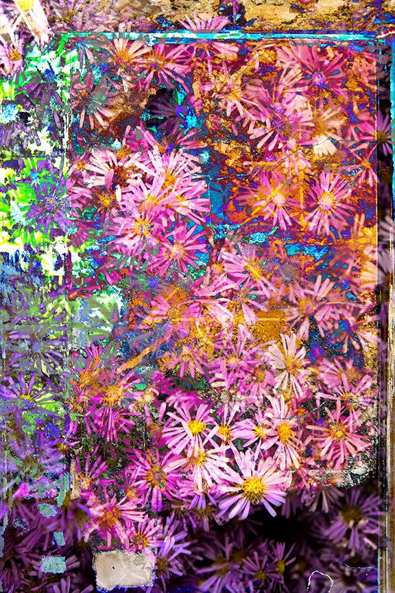 Flora_265