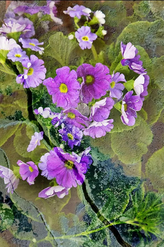 Flora_73