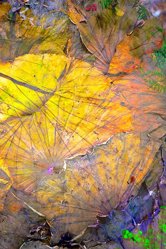 Foliage_156