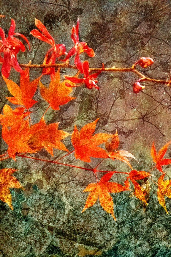 Foliage_70