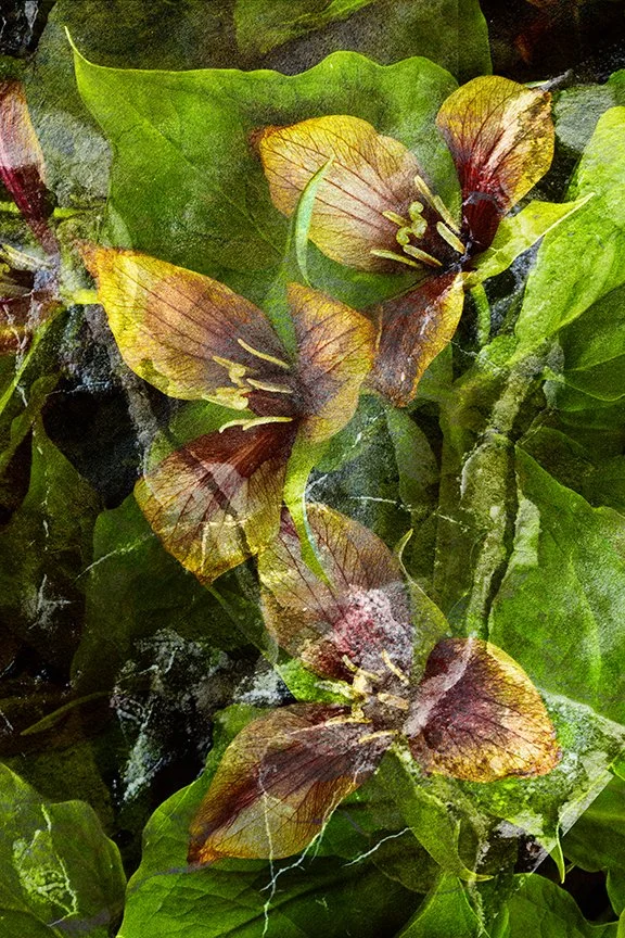 Flora_280